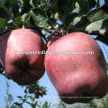 apple huaniu